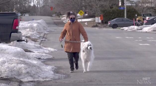 加拿大一女子遛狗时突然昏倒抽搐 宠物狗拦下过路车辆求救休闲区蓝鸢梦想 - Www.slyday.coM