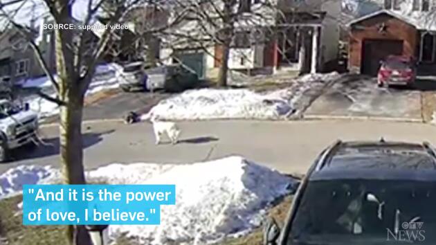 加拿大一女子遛狗时突然昏倒抽搐 宠物狗拦下过路车辆求救休闲区蓝鸢梦想 - Www.slyday.coM