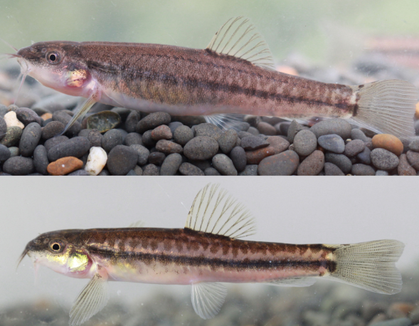 鱼类新种纪录云南无量山发现中国鱼类新种川河云南鳅