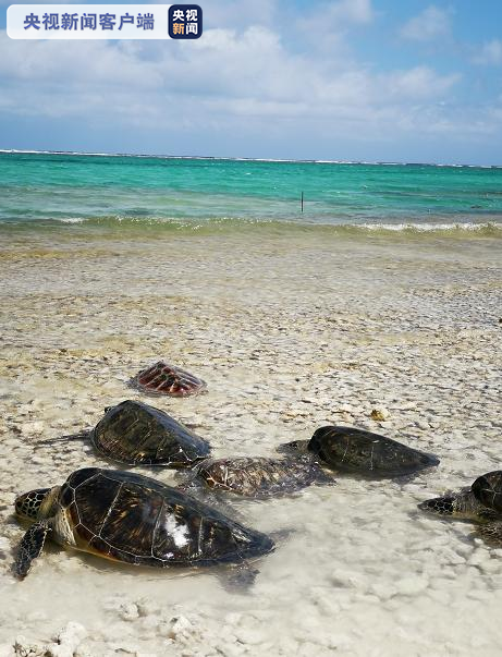 海南三沙市永兴岛160只救护海龟回归大海