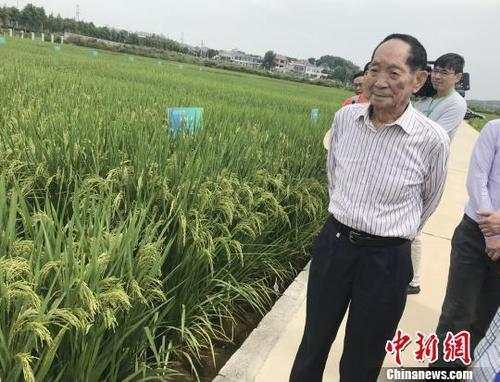 资料图:袁隆平正在田间察看水稻生长情况。