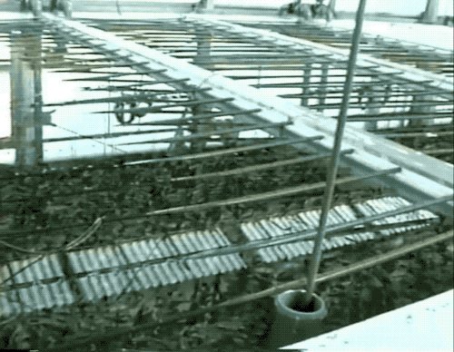 用贝壳人工培养壳斑藻。