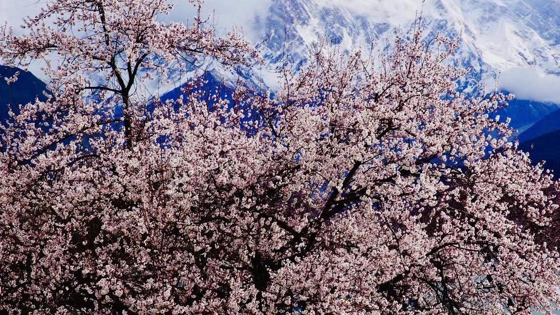 这个春天，跟“一路花开”望尽桃花、雪山、冰川……