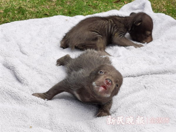 黑熊龙凤胎食蚁兽僧面猴野生动物园有一群小宝宝等你取名字