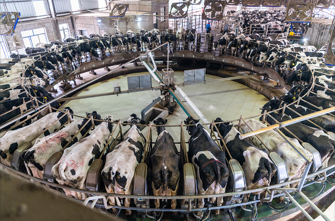 常熟供电频频打卡全电奶牛场0202助力低碳畜牧养殖