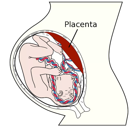 近年来,关于胎盘如何出现和其连接子宫壁的独特方式,引起了一些科学家