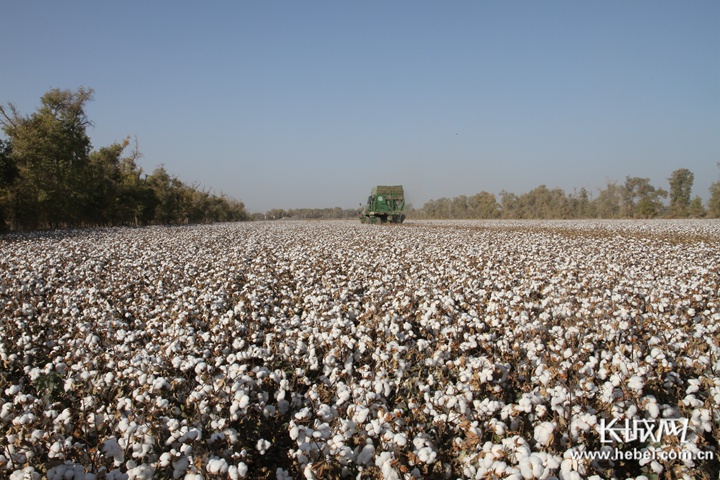 河北棉花新品种新技术在新疆"开花结果"