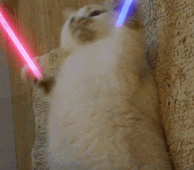 猫摇荧光棒gif图片