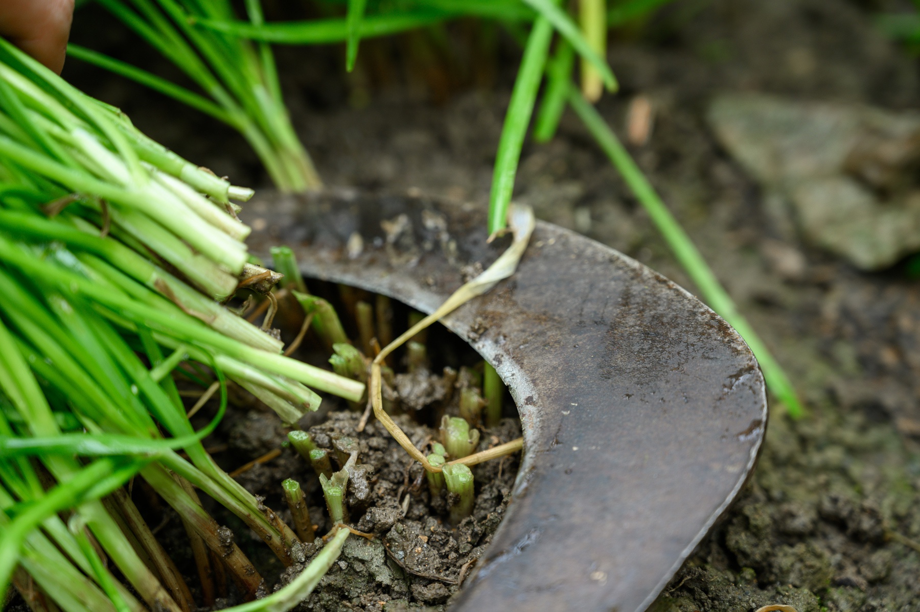 新式割韭菜!刚涨20%又跌20%,沪宁股份遭庄股"杀猪盘"?