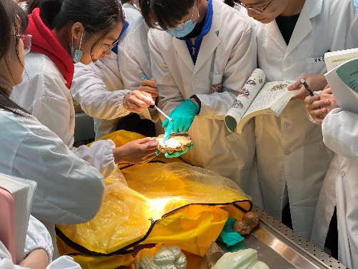 虚实结合这些实验课上你能像打游戏一样模拟环境变化还能在线解剖大脑