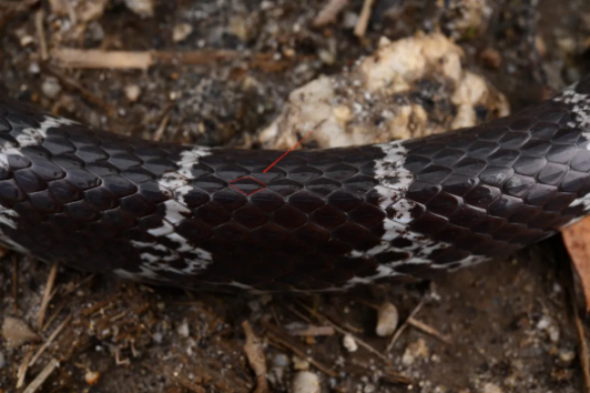 无毒的白链蛇，其脊鳞是菱形的，没有扩大现象。（齐硕 摄）