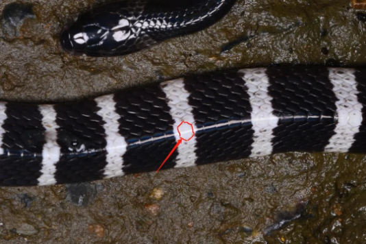 银环蛇背中央的鳞片（脊鳞）扩大呈六边形，是剧毒环蛇的标志（齐硕 摄）