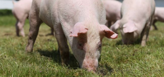 刘永好：攻关“猪芯片” 建议出台“中国种猪”研发补助政策