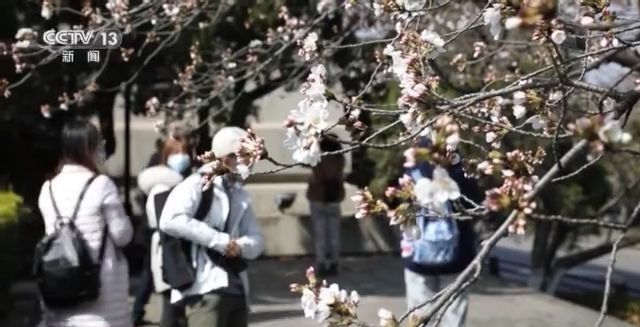 花开了！武大邀请抗疫医护人员共赴“樱花之约”