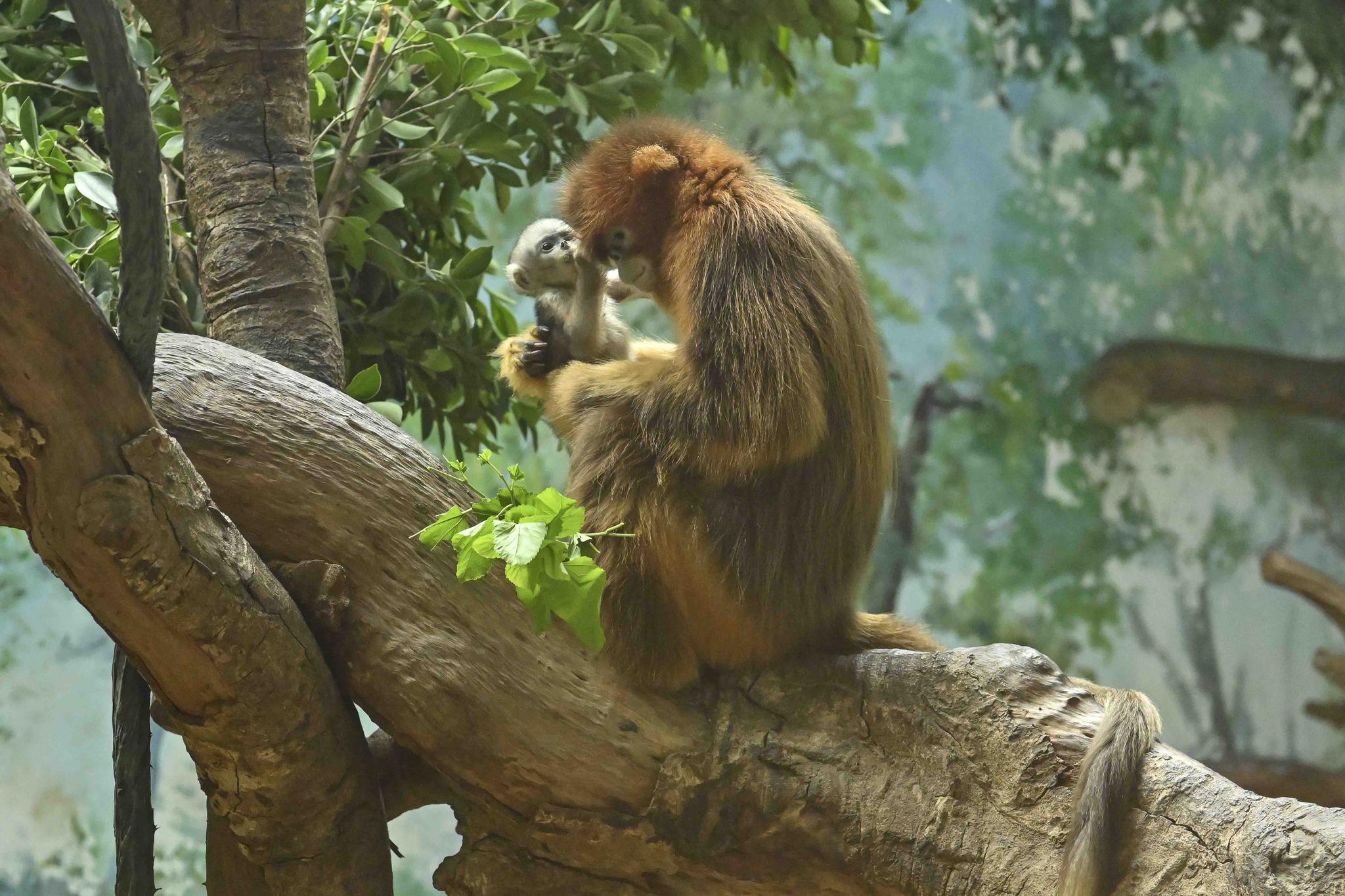 川金丝猴幼崽图片