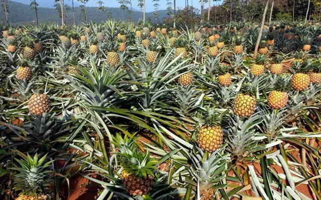 菠萝被禁，岛内有人鼓动闹到WTO 大陆学者：无理取闹