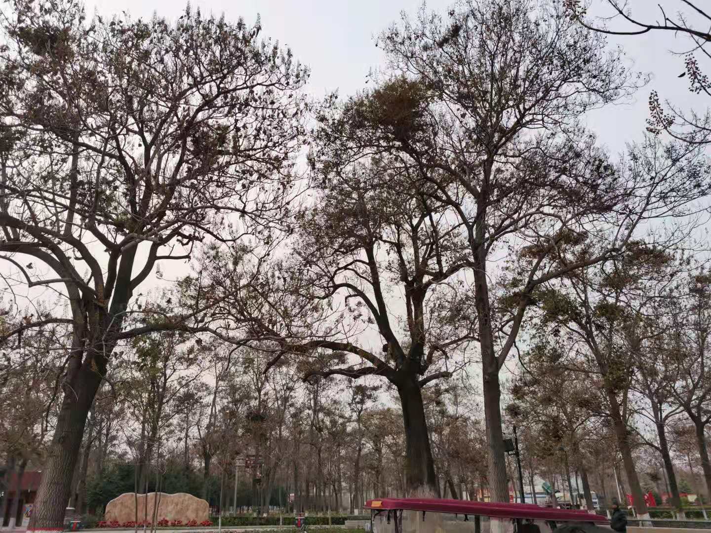 焦裕禄种下的泡桐,几十年后,为什么让河南这个村年产值达1.2亿元?