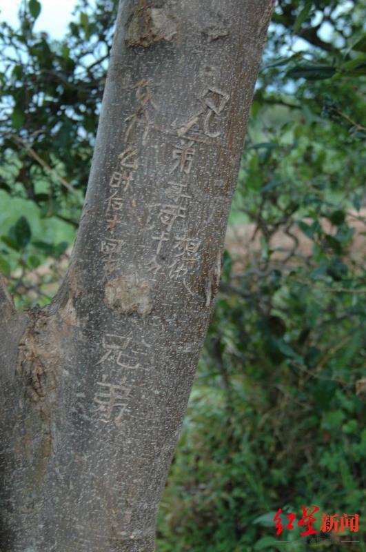 ↑哥哥王凤林在树上刻的字。