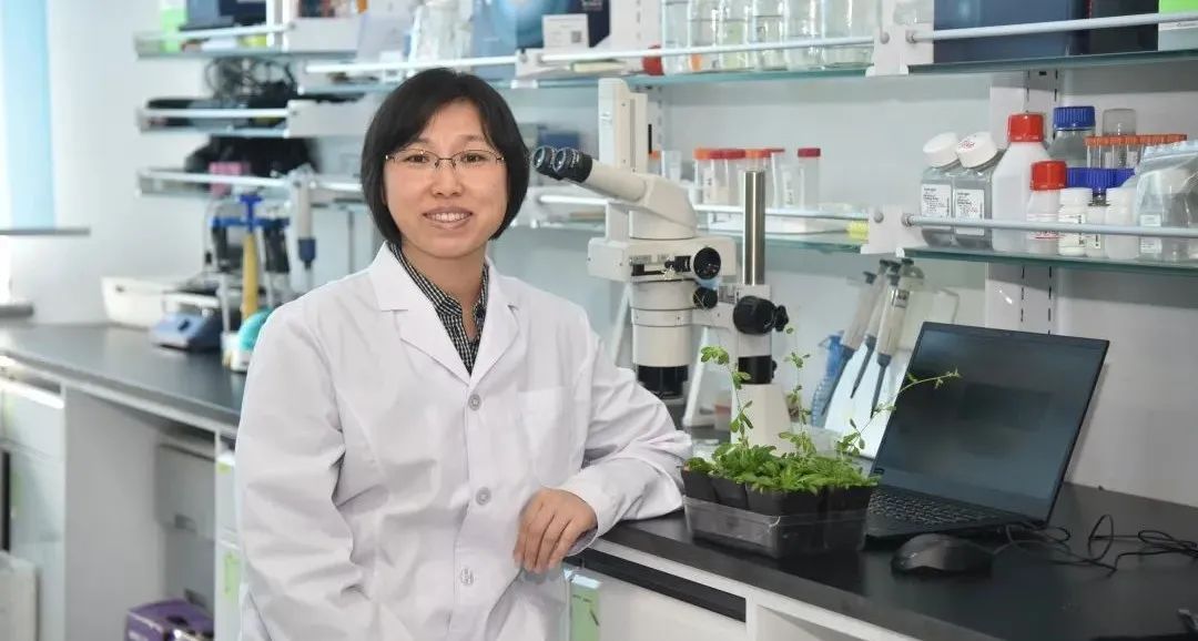 祝贺孟凡立教授在theplantcell发文为增强子应用于作物育种奠定理论