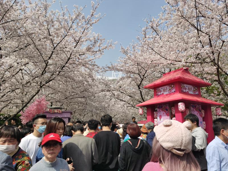这里是上海最早成片栽种樱花的地方鲁迅公园举行首届樱花节