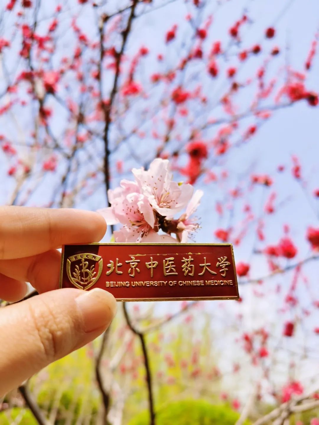 春暖花开北中医邀你一同赏花