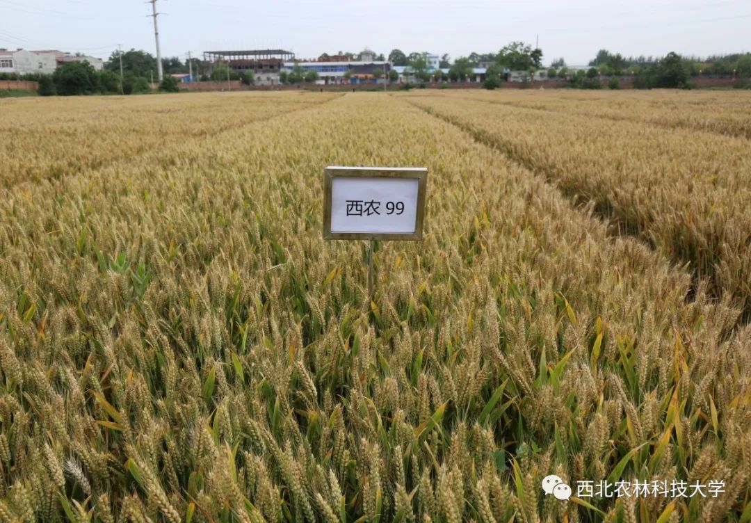 西农100育种人:刘曙东团队特征特性半冬性中早熟,全生育期215天左右