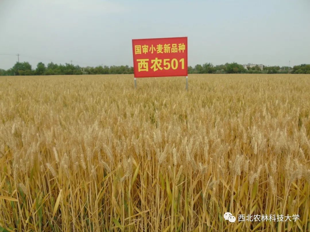 西农99小麦品种简介图片