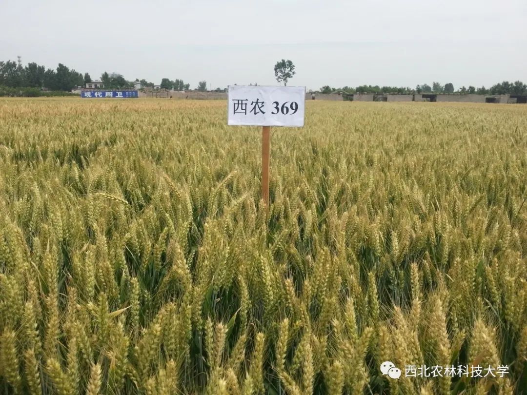 今后西农人将会培育出更多优质小麦品种,让祖国大地麦浪飘香!