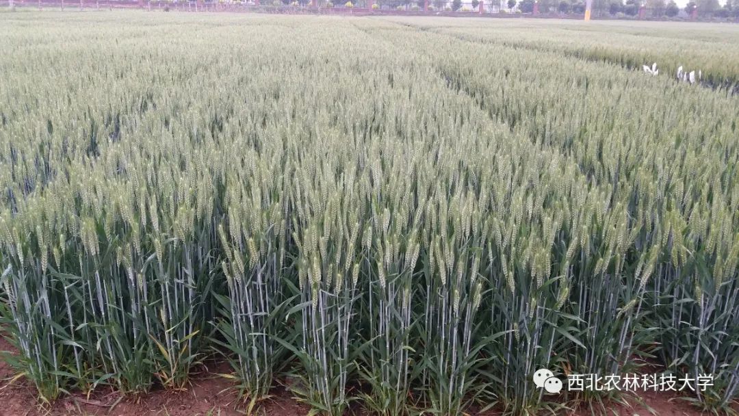 盘点西农国字号小麦把饭碗端在中国人自己手里