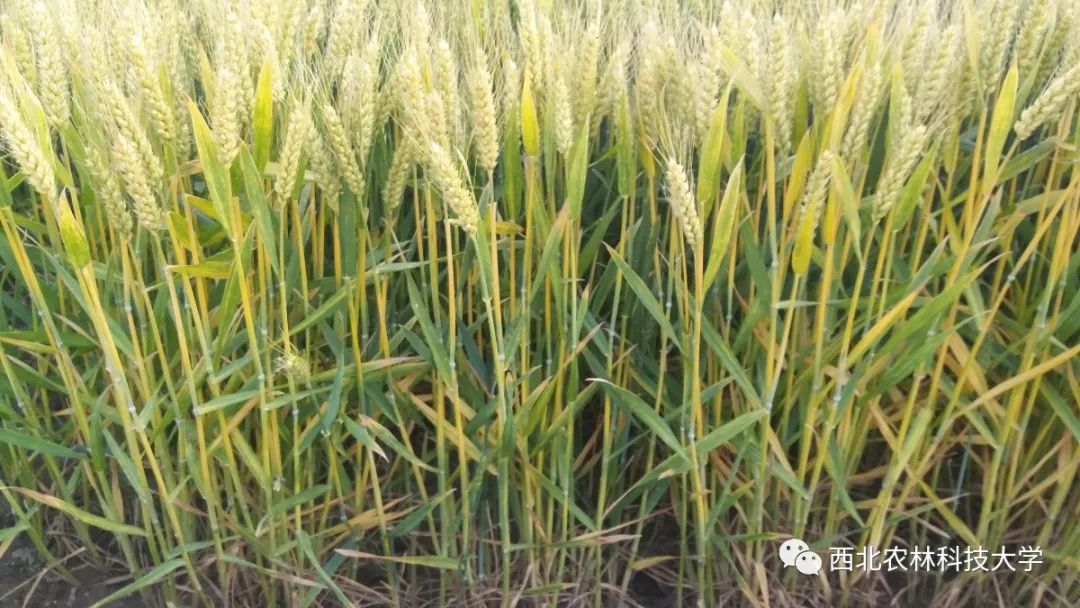 西农822小麦品种简介图片