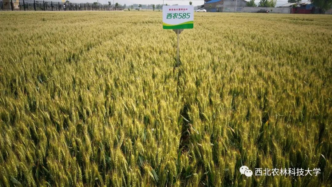 盘点西农国字号小麦把饭碗端在中国人自己手里