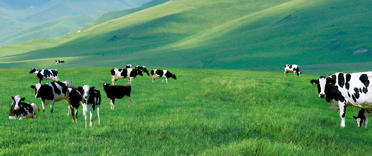 长跑八年元宵过后达能蒙牛各奔西东