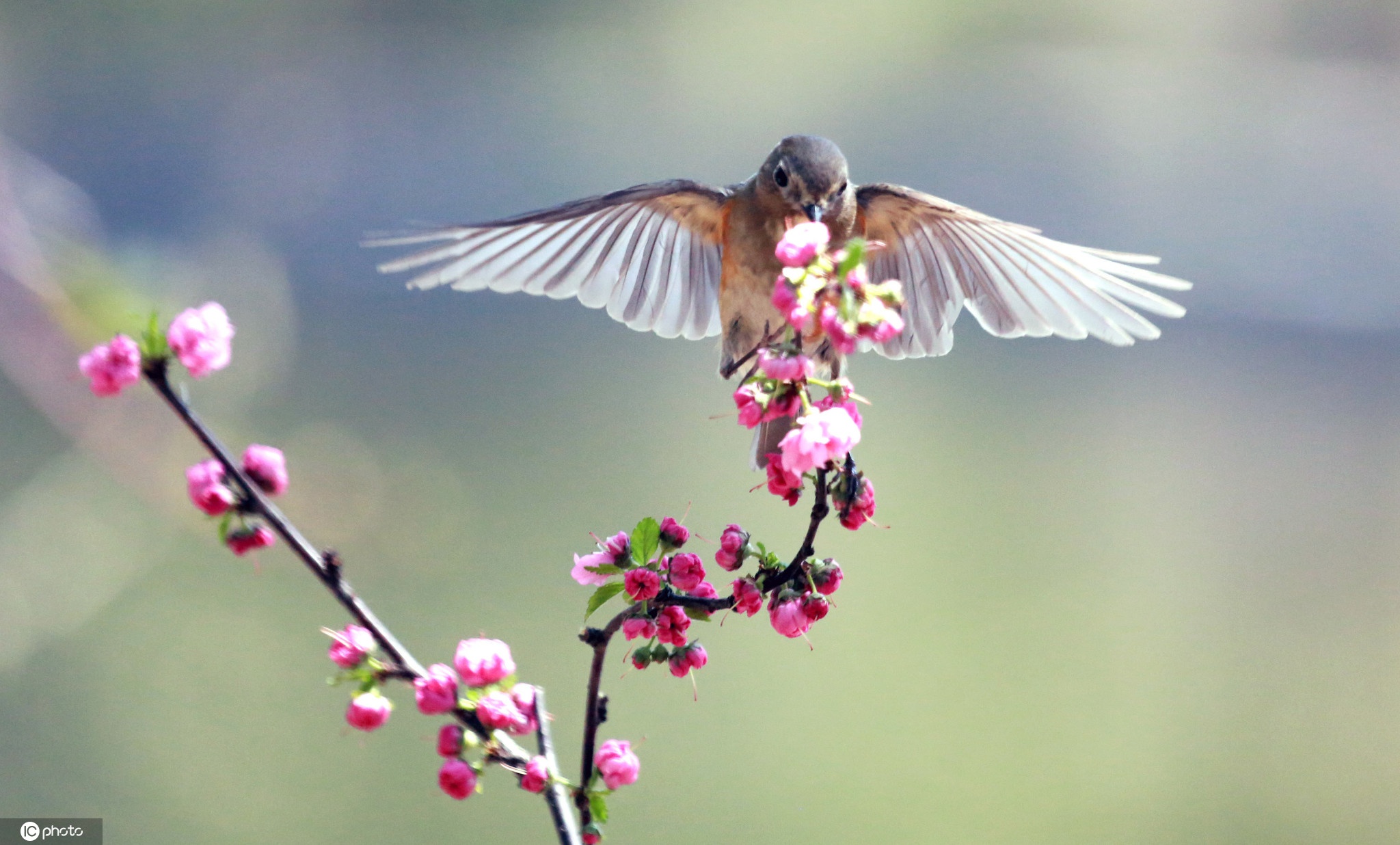 惊蛰时节鸟语花香