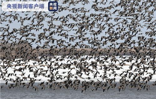 保驾护航！黑龙江启动春季候鸟监测工作