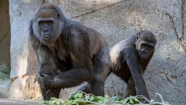 美国9只大猩猩打了新冠疫苗，系全球首批非人类接种