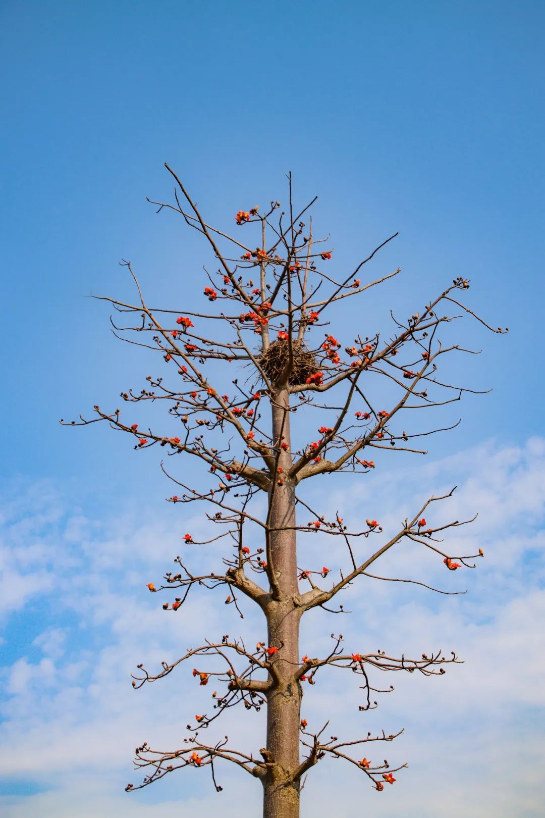 送给你这一树木棉