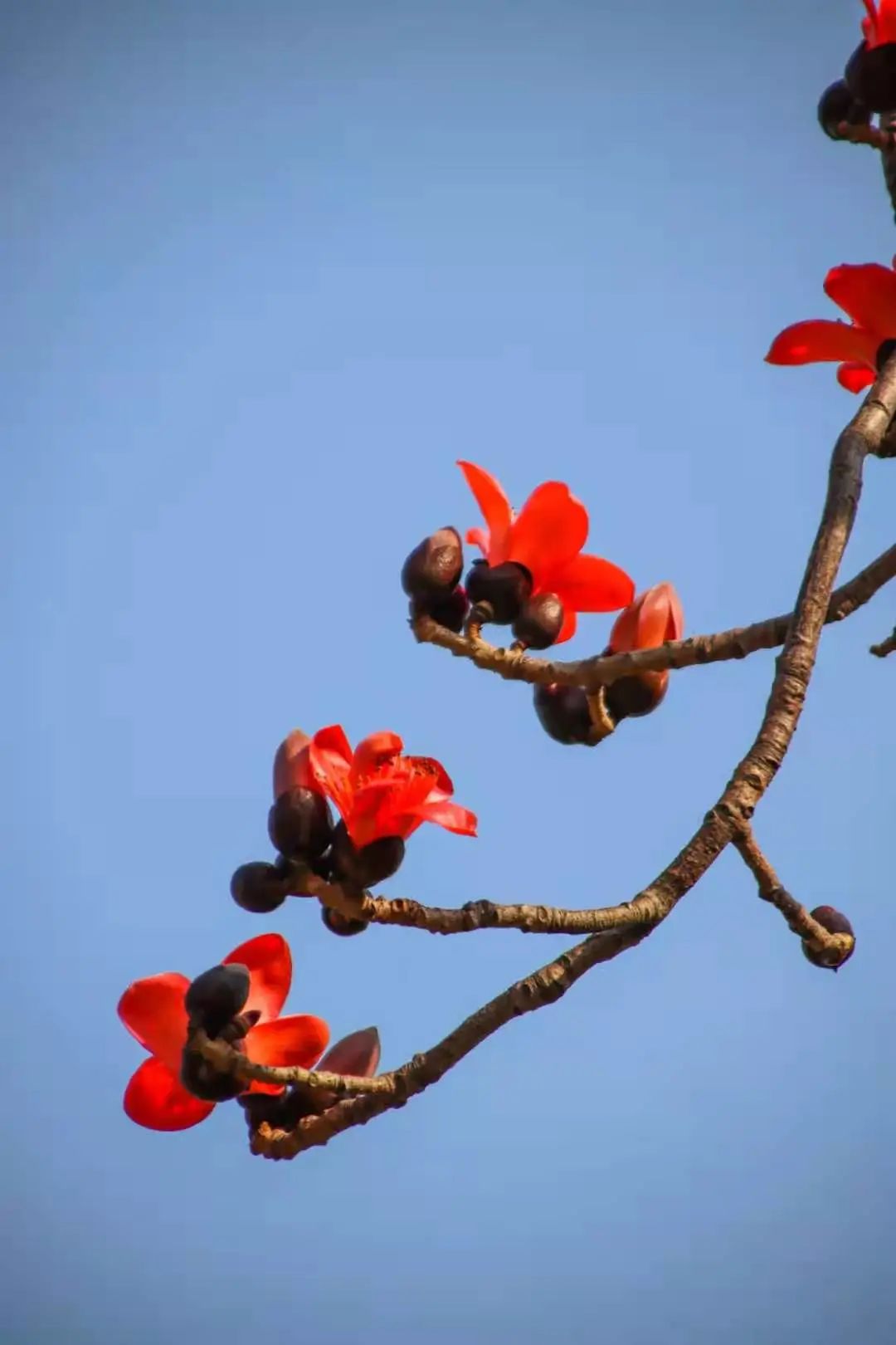 送给你这一树木棉