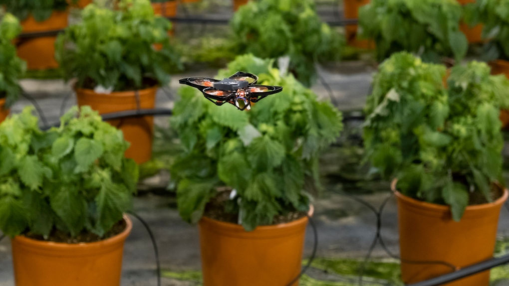 荷兰大棚用掌上无人机精准绞碎害虫 不用农药