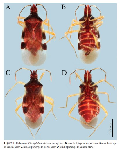 图为版纳丝蝽的雄虫背面(a)和腹面(b),以及雌虫的背面(c)和腹面(d)