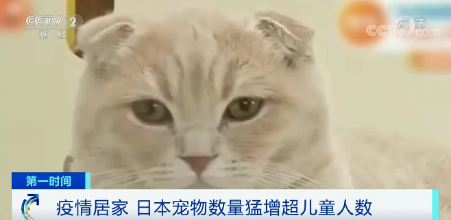 发生了什么？日本宠物数量猛增，已超儿童人数！