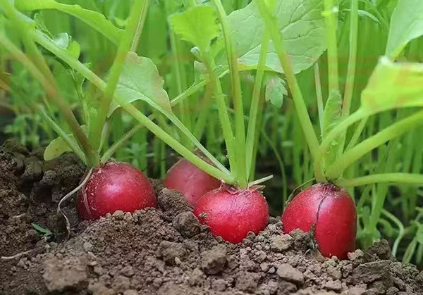 于营大力发展绿色有机无污染种植,大棚种植了于营樱桃小萝卜.