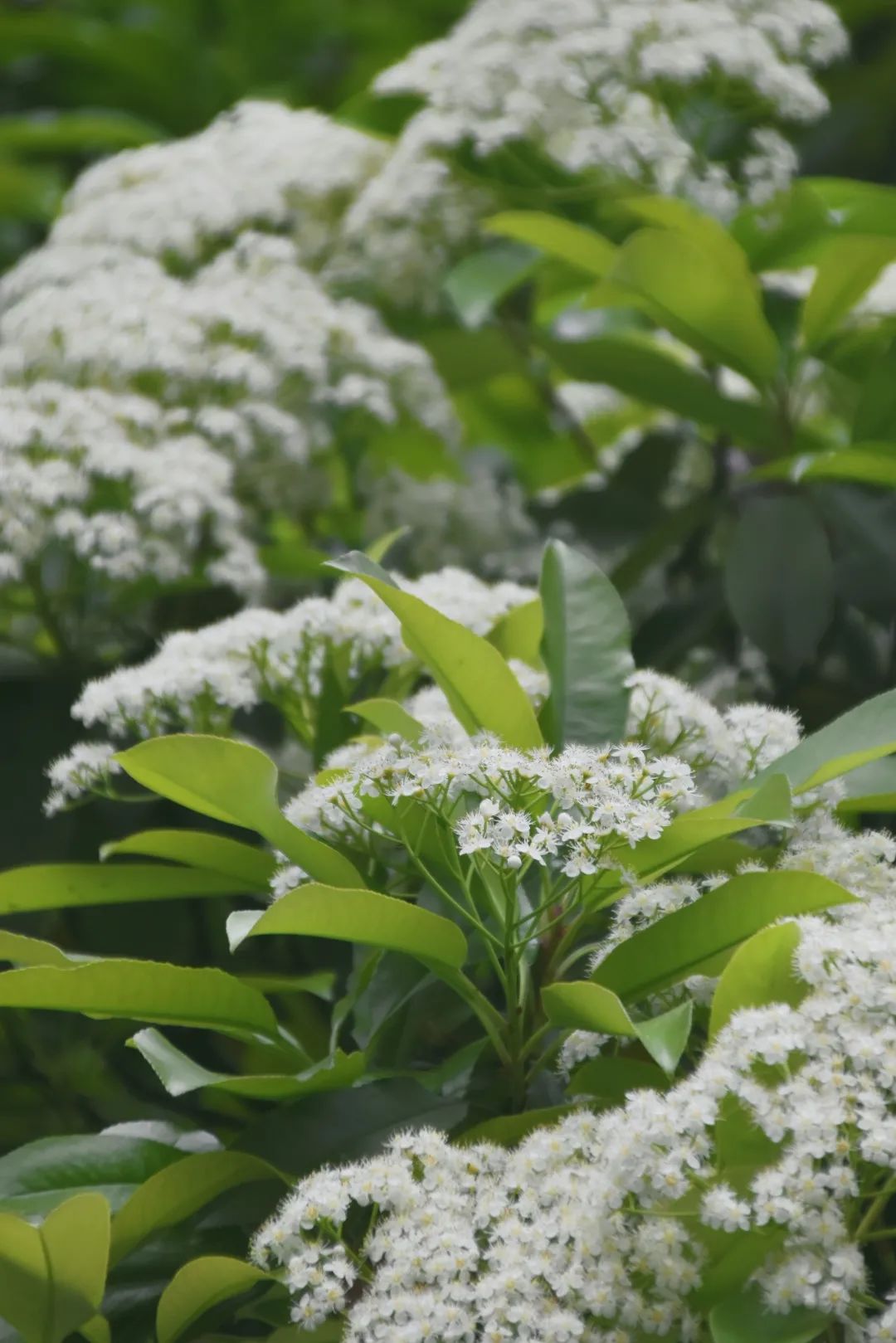 石楠花开在武大人的上学路