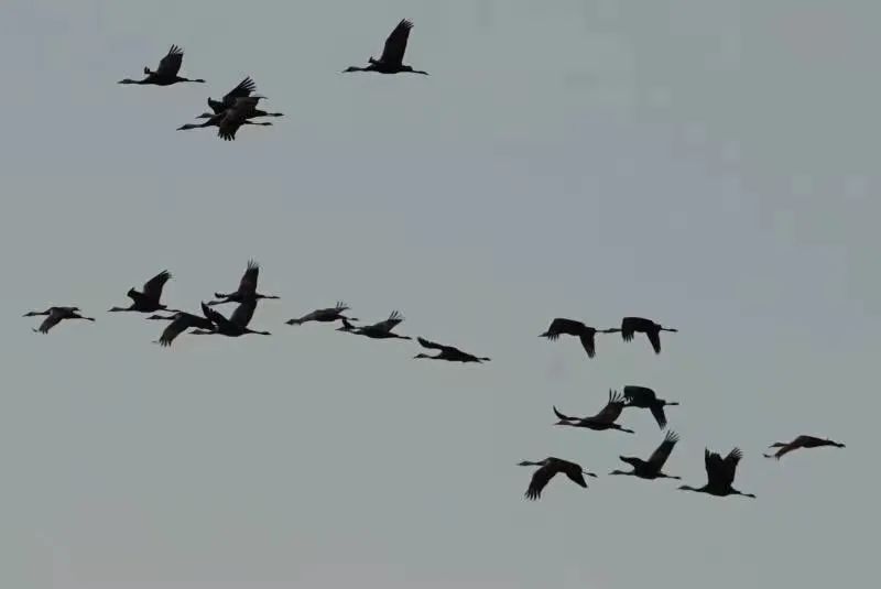 大沾河湿地 这些国家一级保护鸟类回家啦 手机新浪网