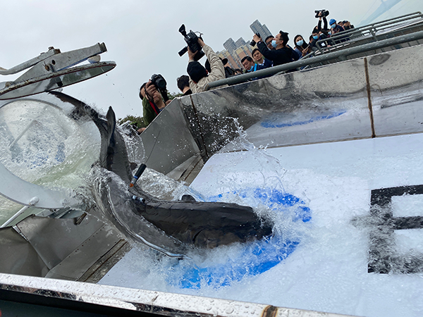 共抓长江大保护021万尾大规格子二代中华鲟放归长江