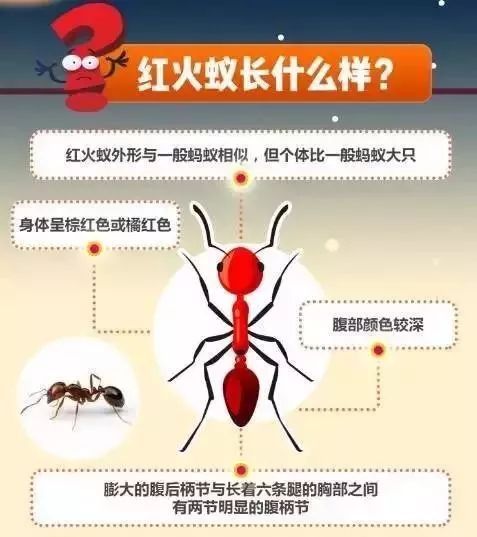 红火蚁位列最危险入侵物种 已传播至国内10余省份