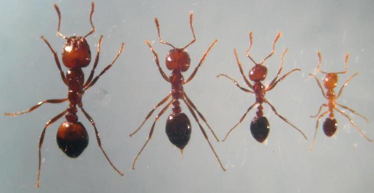 　　红火蚁胸腹连接处有2个腹柄结，普通蚂蚁为1个（陆永跃供图）