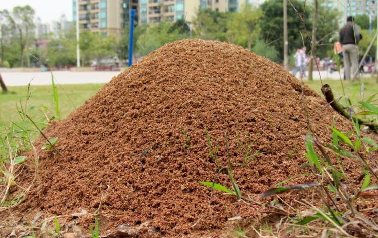 　　藏在小区草坪中的红火蚁蚁巢（许益镌供图）