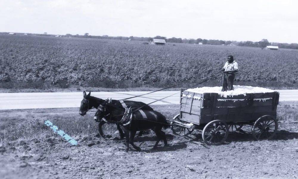 运送棉花的马车.