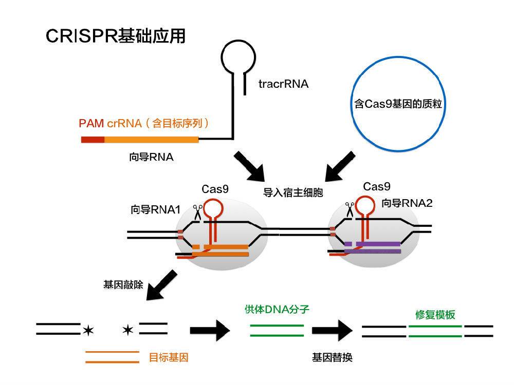 让具备识别,切割功能的蛋白(cas9)实现敲除,添加基因片段,以此达到及