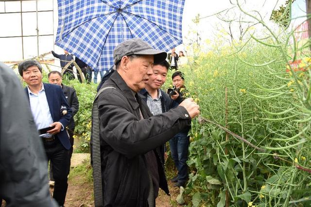 傅廷栋院士查看“华油杂82”油菜长势